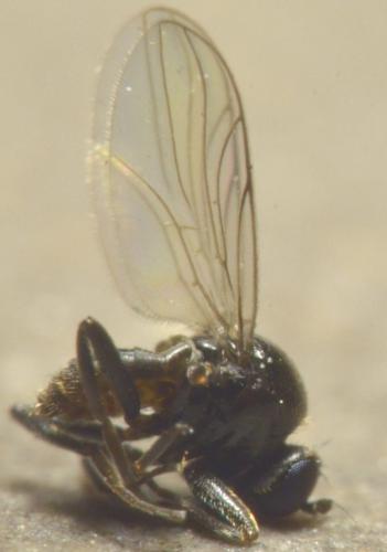 Drapetis infitialis